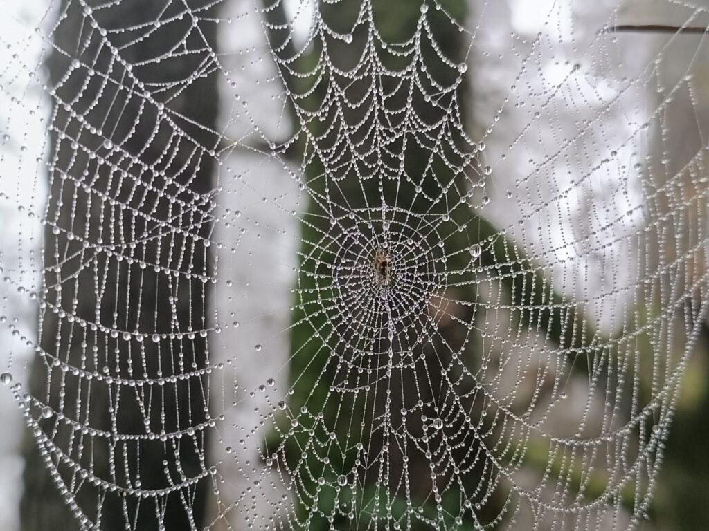 Ragnatela coperta di gocce di rugiada tesa fra due rami al mattino presto
